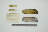 Mycetopoda pittieri image