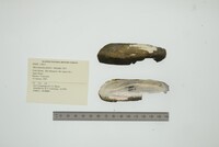 Mycetopoda pittieri image
