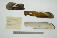 Mycetopoda soleniformis image