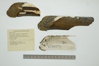 Mycetopoda soleniformis image