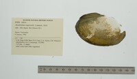 Anodontites trapesialis image
