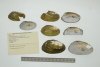 Anodontites guanarensis image