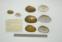 Anodontites tortilis image