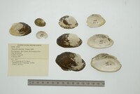 Tamsiella tamsiana image
