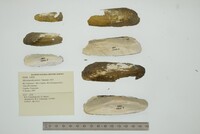 Mycetopoda pittieri image