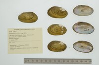 Anodontites tortilis image