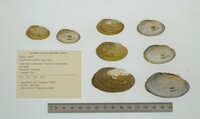 Anodontites tortilis image
