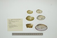 Anodontites guanarensis image