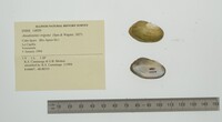 Anodontites trigona image