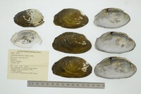 Tamsiella tamsiana image