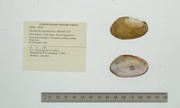 Anodontites guanarensis image