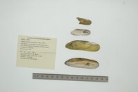 Lamproscapha ensiformis image