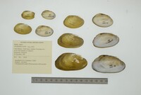 Anodontites tortilis image