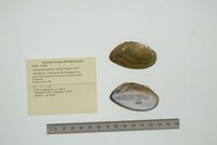 Anodontites trigona image