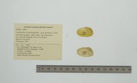 Anodontites schomburgiana image