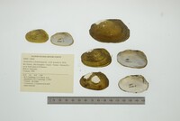 Anodontites schomburgiana image