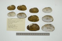 Anodontites schomburgiana image