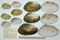 Anodontites trapesialis image