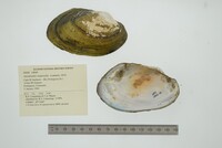 Anodontites trapesialis image