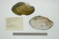 Anodontites trapesialis image