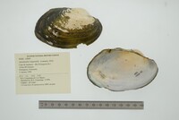 Anodontites trapesialis image