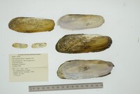 Mycetopoda pittieri image