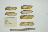 Mycetopoda pittieri image