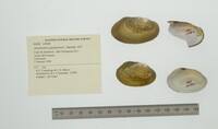 Anodontites guanarensis image