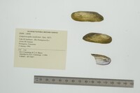 Lamproscapha ensiformis image