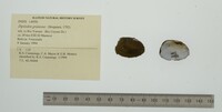 Diplodon granosus image