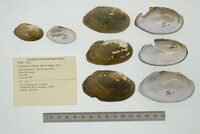 Anodontites trigona image
