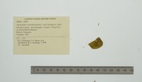 Anodontites schomburgiana image