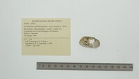 Anodontites schomburgiana image