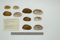 Anodontites crispata image