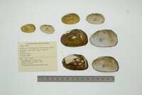 Anodontites schomburgiana image