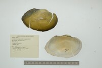 Anodontites trapesialis image