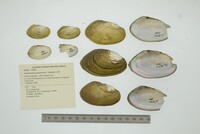 Anodontites guanarensis image