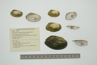 Anodontites trigona image