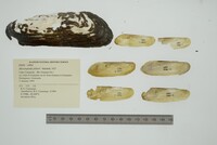 Mycetopoda pittieri image