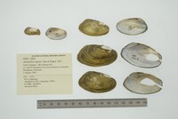 Anodontites trigona image