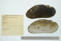 Margaritifera margaritifera image