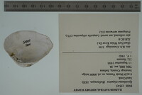 Epioblasma triquetra image