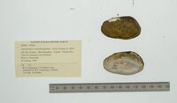 Anodontites schomburgiana image