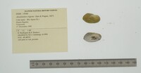 Anodontites trigona image