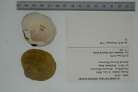 Dromus dromas image