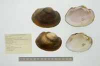 Cyrtonaias tampicoensis image