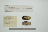 Media resource of Lortiella rugata