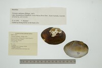 Velesunio ambiguus image