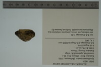 Epioblasma triquetra image