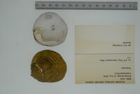 Dromus dromas image